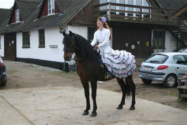 Pura Raza Española Zeus LIX billede 4