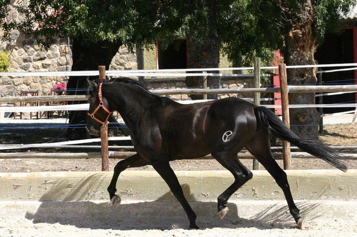 Pura Raza Española Altanero CRE - Altanero i spanien  billede 4