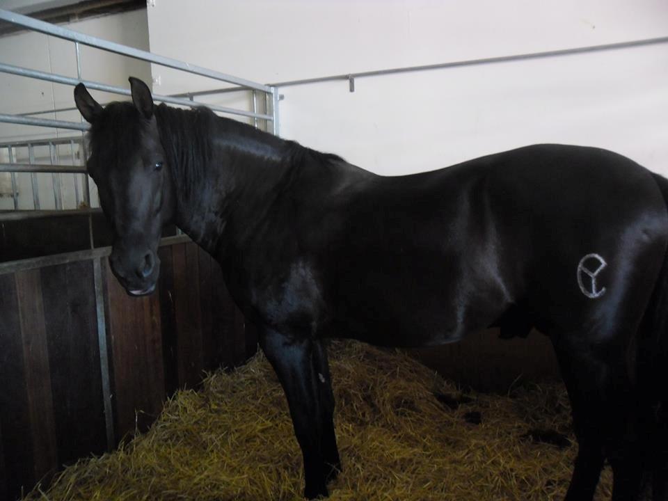 Pura Raza Española Altanero CRE - Altenero cirkusland 2013 billede 6