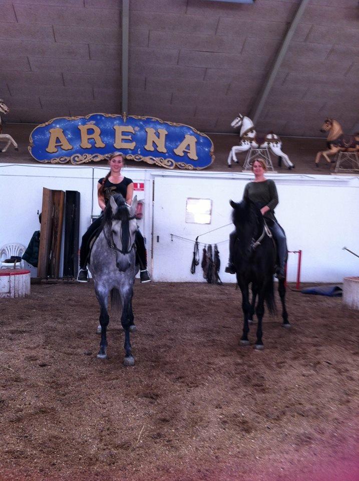 Pura Raza Española Altanero CRE - Altanero & Javito cirkusland billede 7