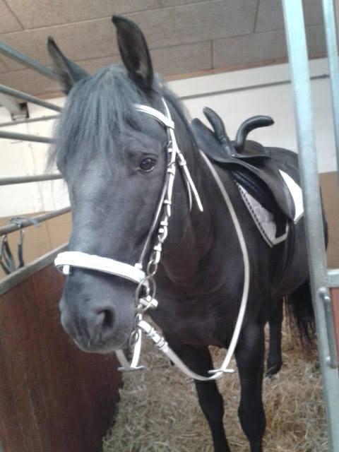 Pura Raza Española Altanero CRE - Altanero med damesaddel =) billede 8