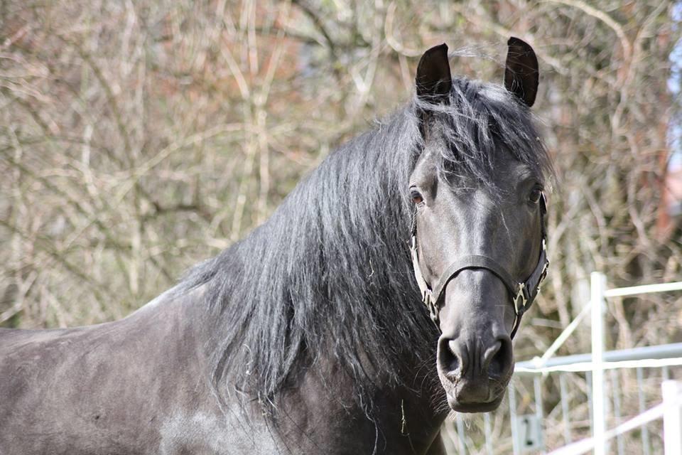 Pura Raza Española Altanero CRE - Altanero 2014 billede 1