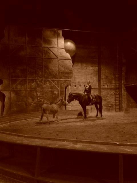 Pura Raza Española Altanero CRE - Altanero & Paco <3 Stockholm 2014 billede 9