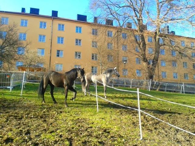 Pura Raza Española Altanero CRE - Altanero og javito på fold stockholm 2014 billede 10
