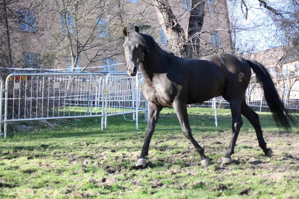 Pura Raza Española Altanero CRE billede 12