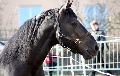 Pura Raza Española Altanero CRE - Altanero <3 billede 11