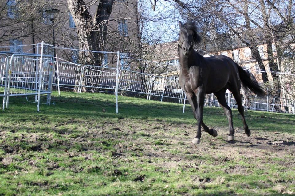 Pura Raza Española Altanero CRE billede 13