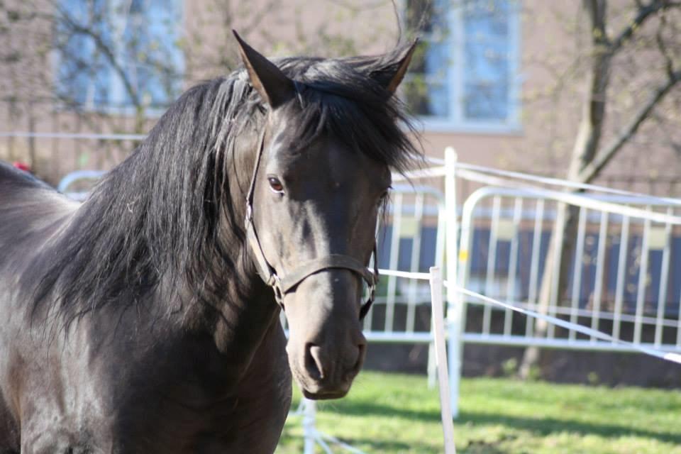 Pura Raza Española Altanero CRE billede 14