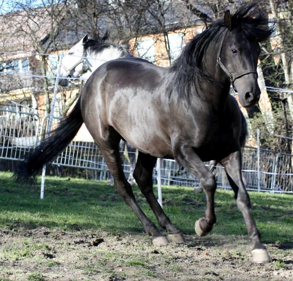 Pura Raza Española Altanero CRE billede 15
