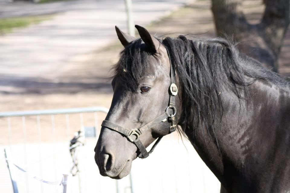 Pura Raza Española Altanero CRE billede 16