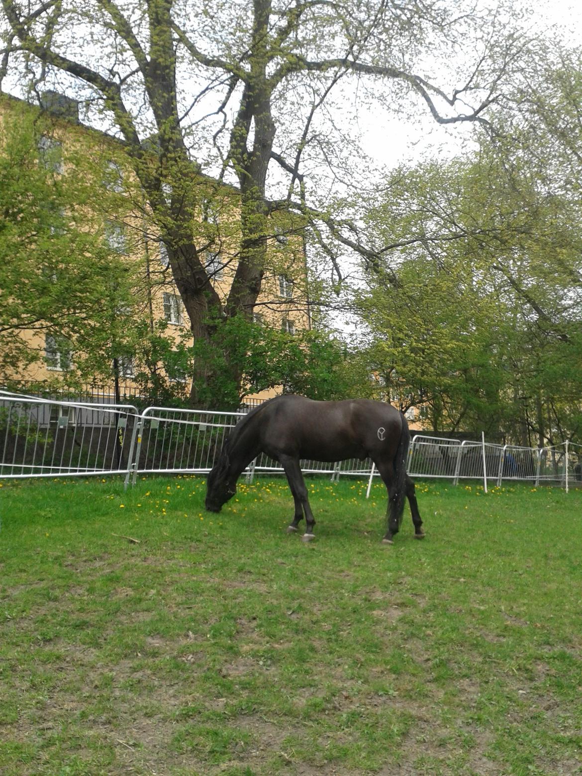 Pura Raza Española Altanero CRE - Altanero på fold stkhlm billede 17
