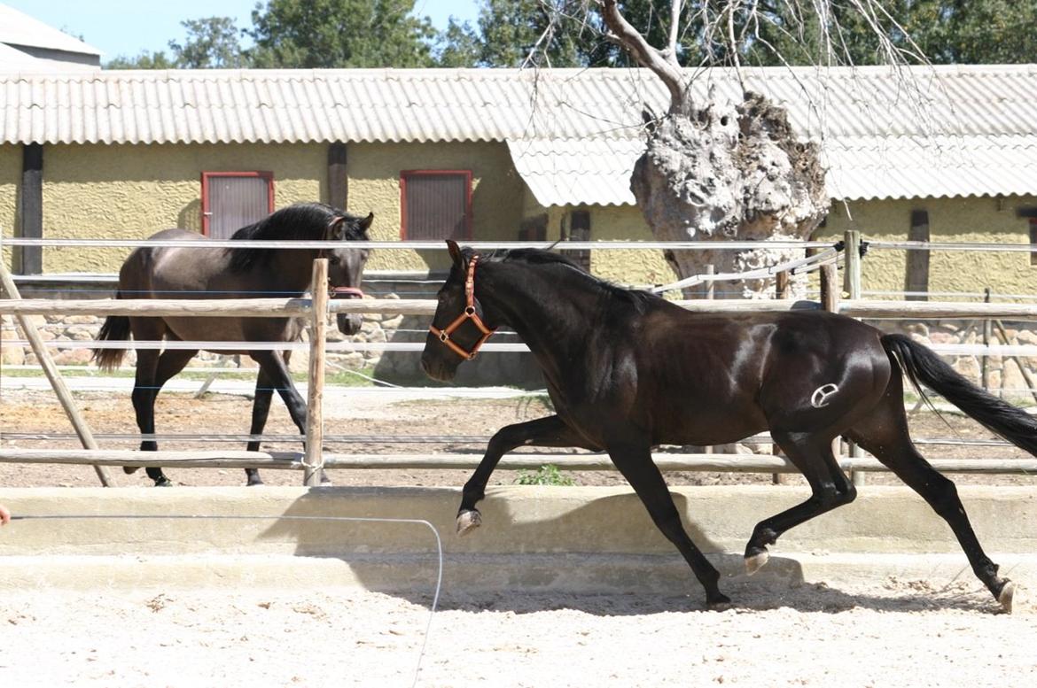 Pura Raza Española Altanero CRE - Altanero i spanien  billede 19