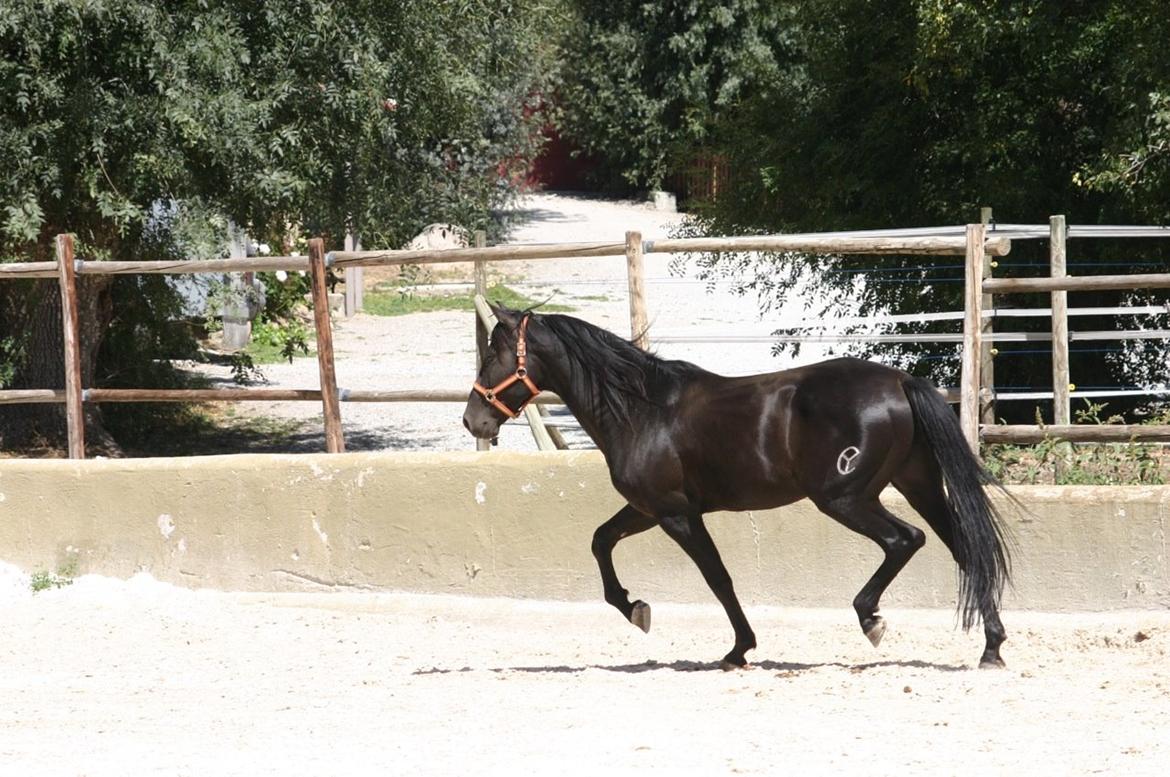 Pura Raza Española Altanero CRE - Spanien  billede 20