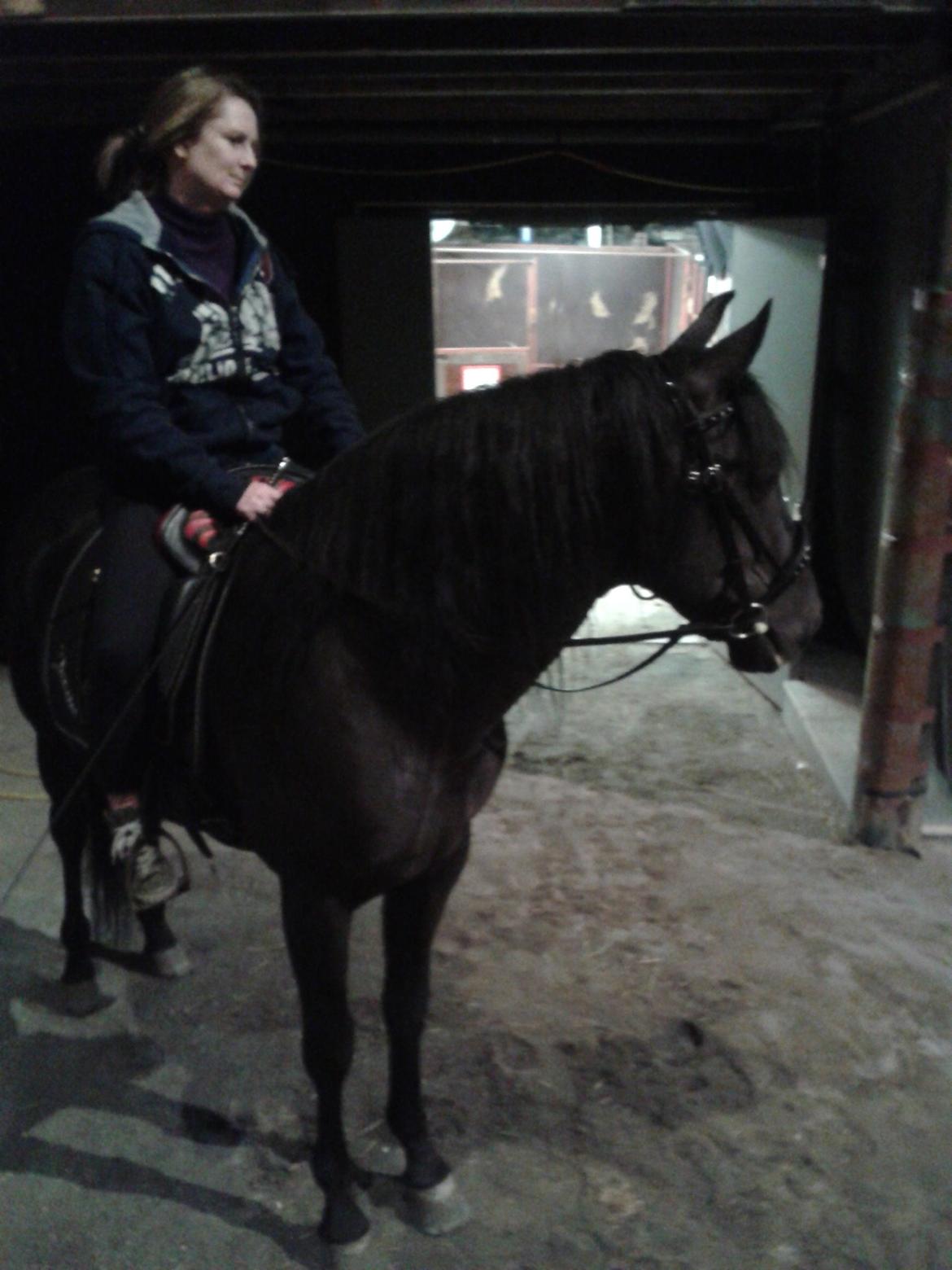 Pura Raza Española Altanero CRE - Mama & Altanero stkhlm 2014 billede 2