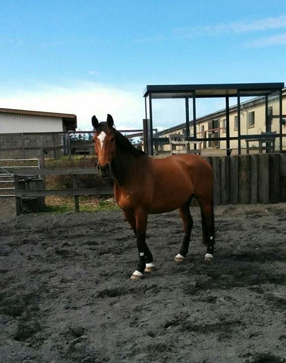 Dansk Varmblod Egely's Calib - Taget af hans halvpart: Signe Dahl billede 2