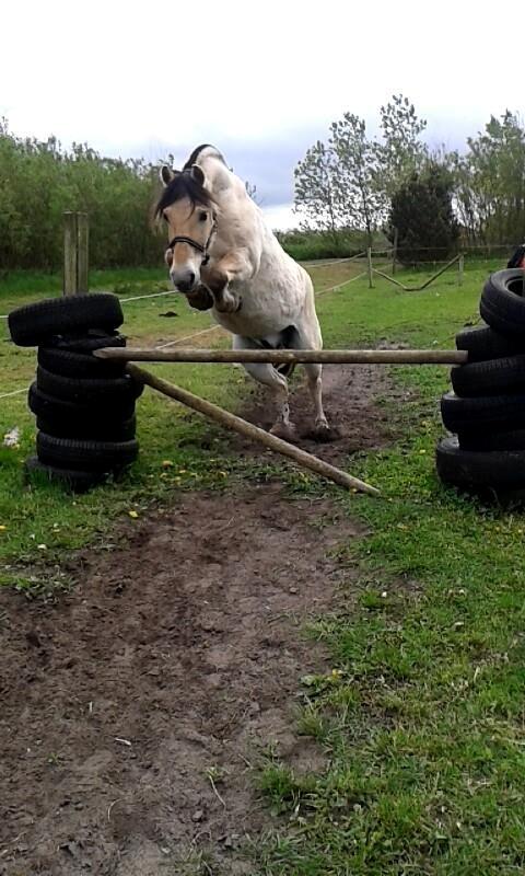 Fjordhest Bonanza Grønlund - Odin sprnger<3 Foto-Laura<3 billede 1