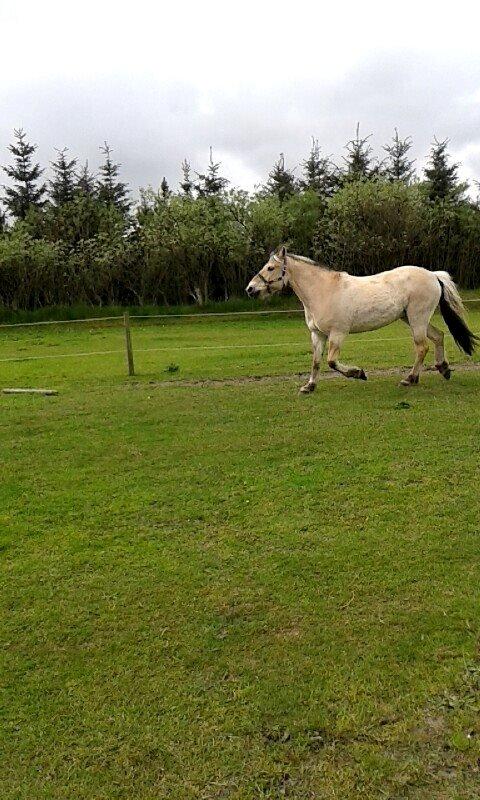 Fjordhest Bonanza Grønlund - Lækker hyp<3 billede 11