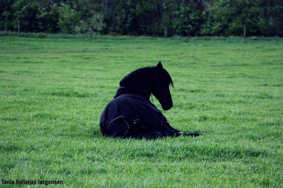 Frieser Nando af Banegården billede 18