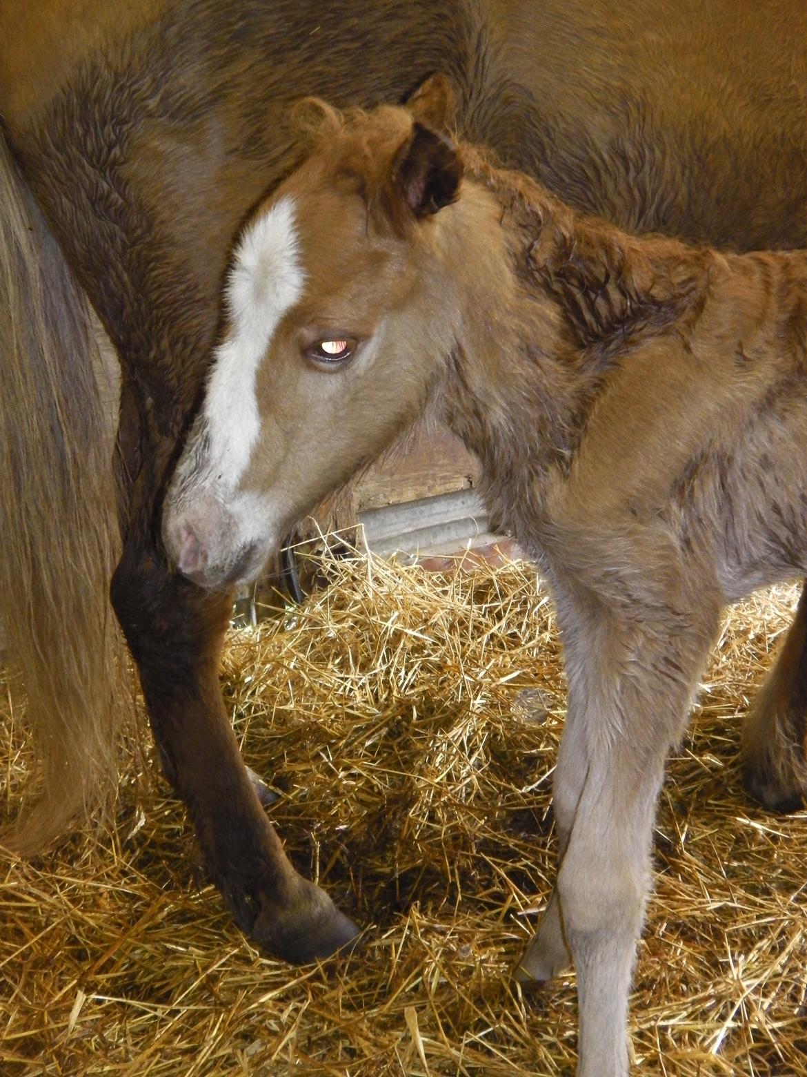 Islænder Àstríkur fra Iglsø billede 7