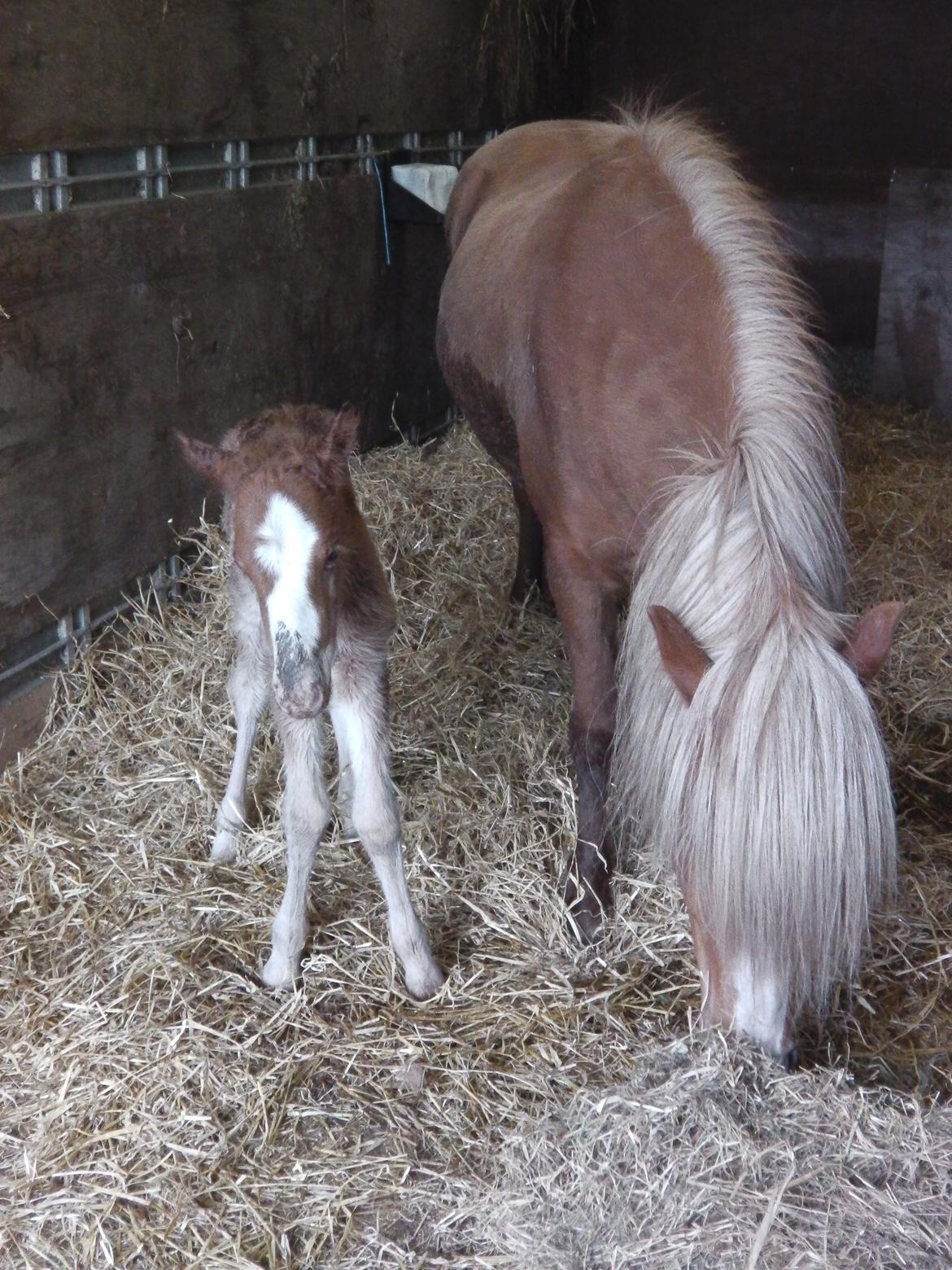Islænder Àstríkur fra Iglsø - Velkommen til min profil :D billede 5