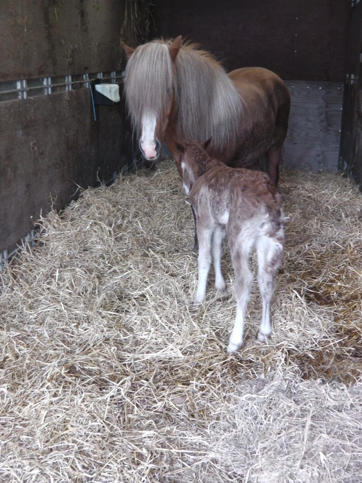 Islænder Àstríkur fra Iglsø billede 13