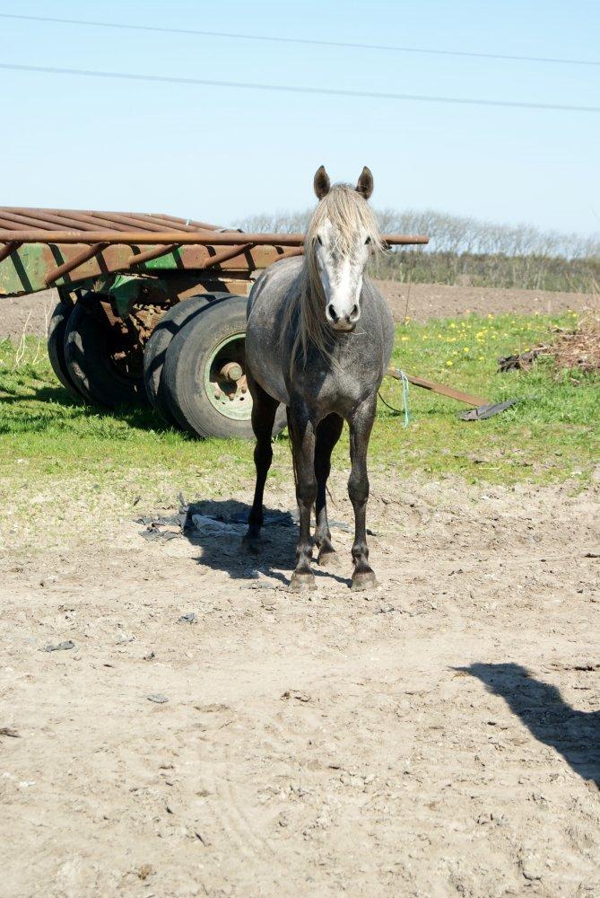 Welsh Partbred (Sec F) Bakkegaarden's Kira ''Grisen'' billede 6