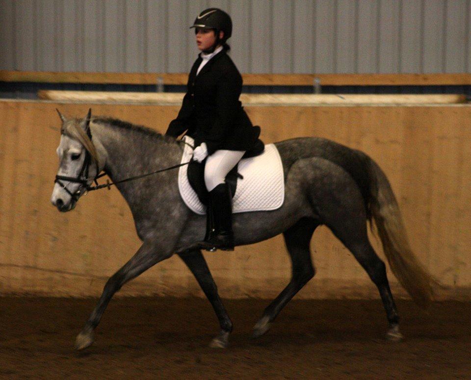 Welsh Partbred (Sec F) Bakkegaarden's Kira ''Grisen'' billede 9