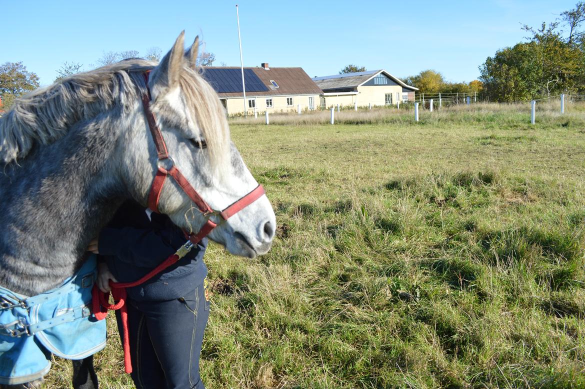 Welsh Partbred (Sec F) Bakkegaarden's Kira ''Grisen'' billede 12