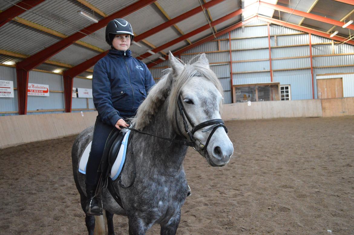 Welsh Partbred (Sec F) Bakkegaarden's Kira ''Grisen'' billede 13