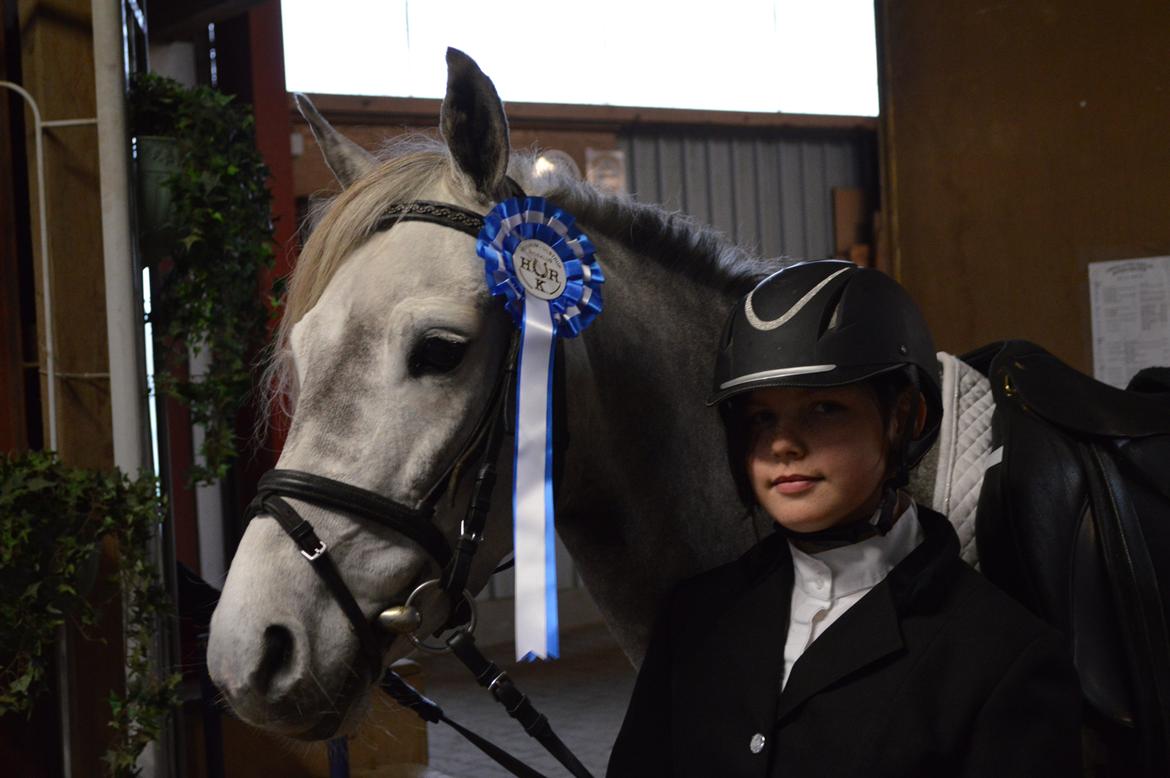 Welsh Partbred (Sec F) Bakkegaarden's Kira ''Grisen'' billede 3