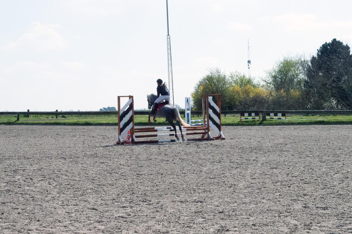 Welsh Partbred (Sec F) Bakkegaarden's Kira ''Grisen'' billede 5