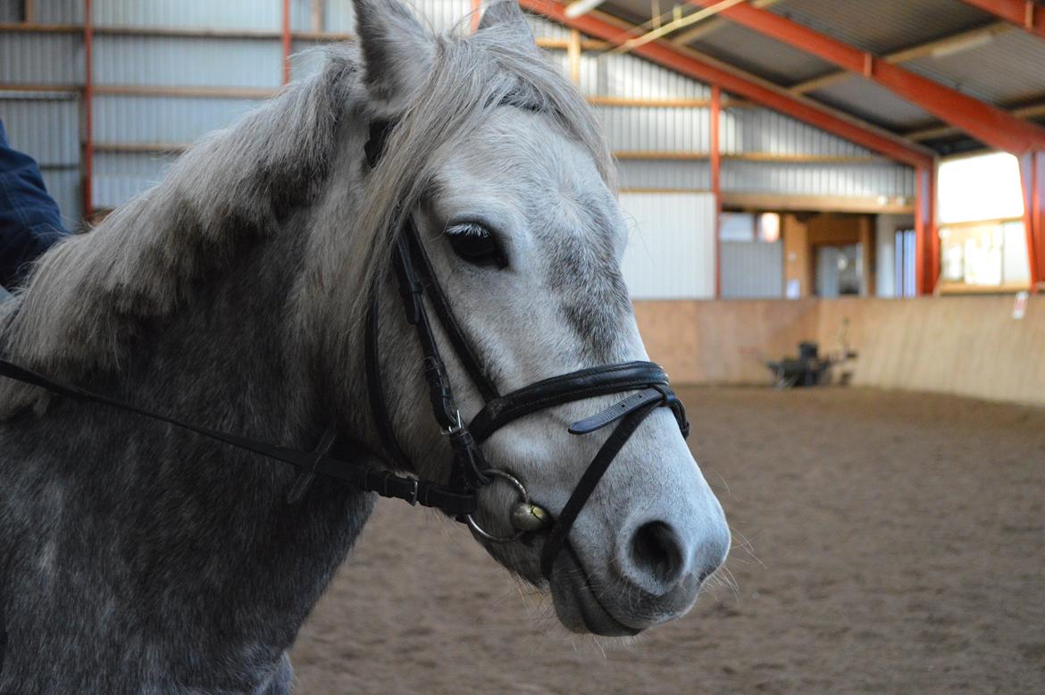 Welsh Partbred (Sec F) Bakkegaarden's Kira ''Grisen'' billede 15