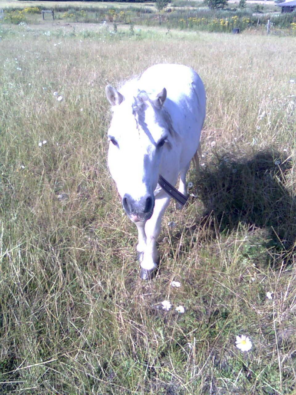 Shetlænder Rocky billede 7