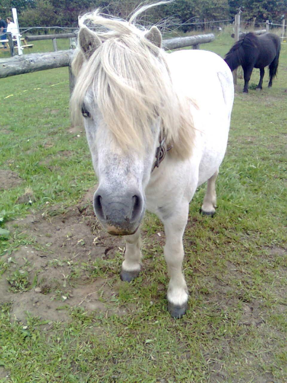 Shetlænder Rocky billede 11