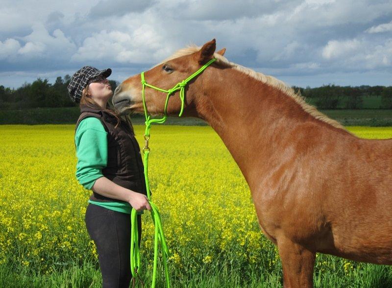 Haflinger Jhosie A Rosendal *{Himmelhest}* billede 2