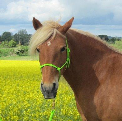 Haflinger Jhosie A Rosendal *{Himmelhest}* billede 7