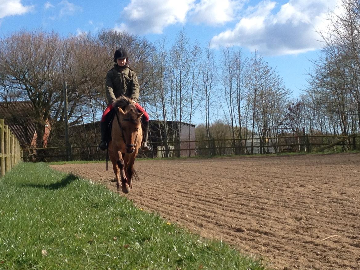 Anden særlig race Prinsesse Luna SOLGT billede 6