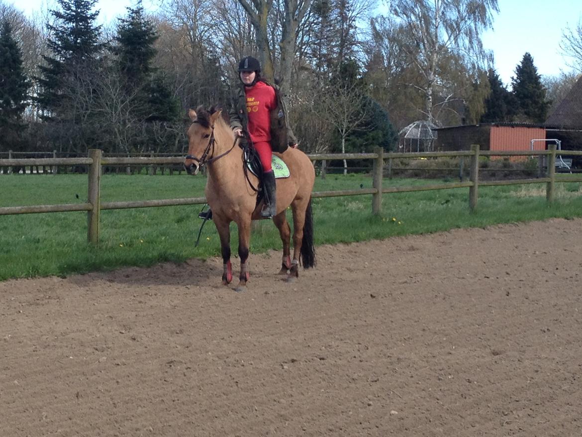 Anden særlig race Prinsesse Luna SOLGT billede 4