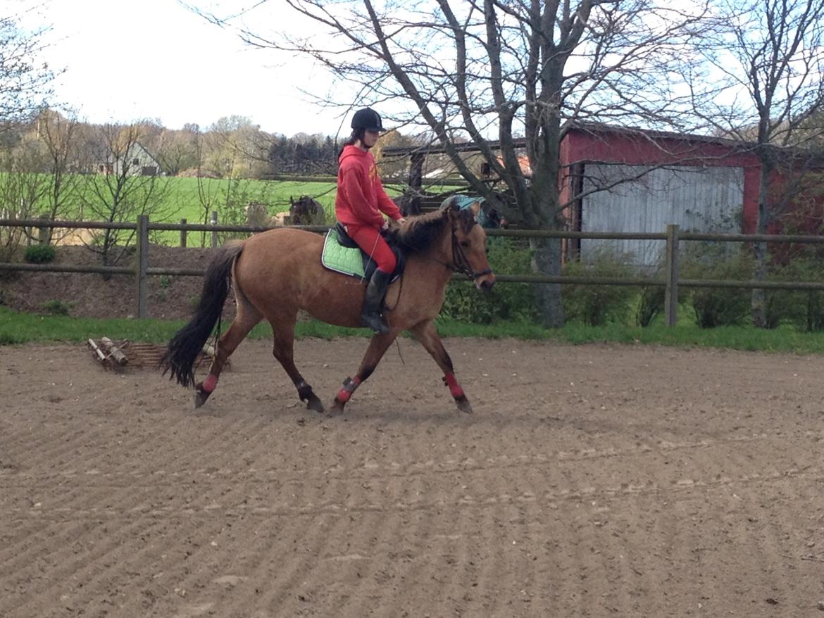 Anden særlig race Prinsesse Luna SOLGT billede 3