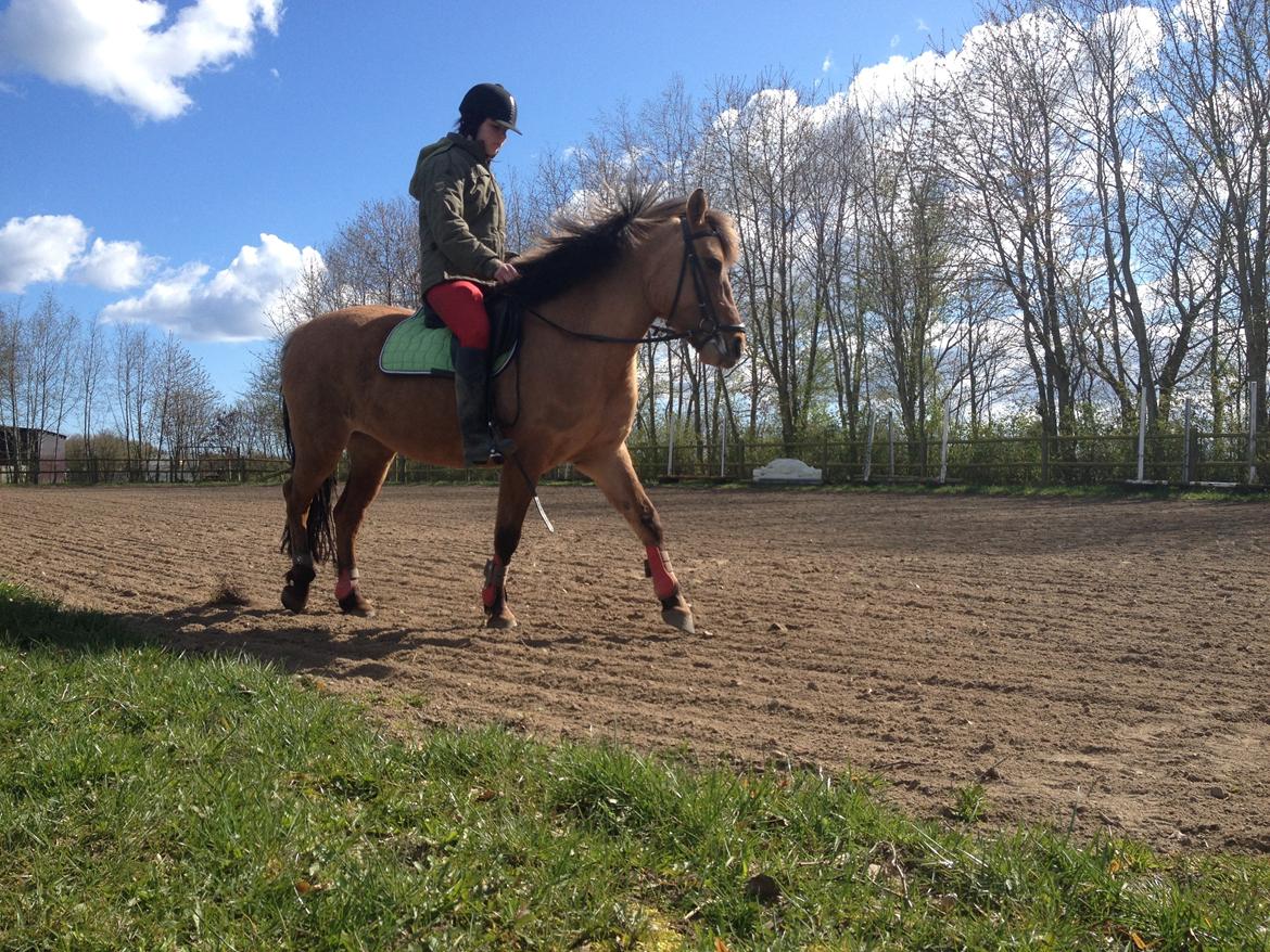 Anden særlig race Prinsesse Luna SOLGT billede 2