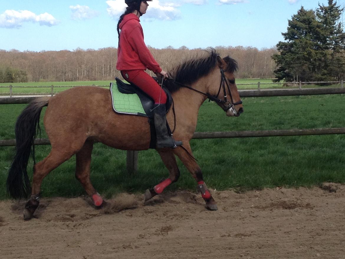 Anden særlig race Prinsesse Luna SOLGT billede 1