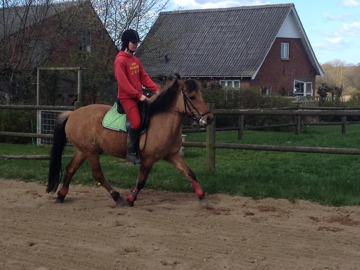 Anden særlig race Prinsesse Luna SOLGT billede 5