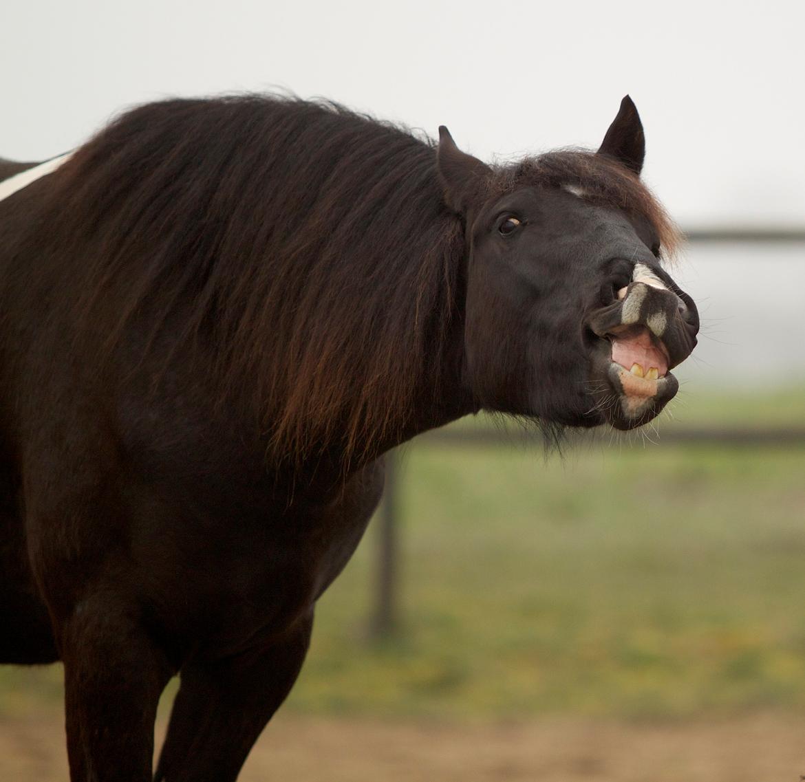 Tobiano Friesian ~Bentley~ af Bølå billede 7