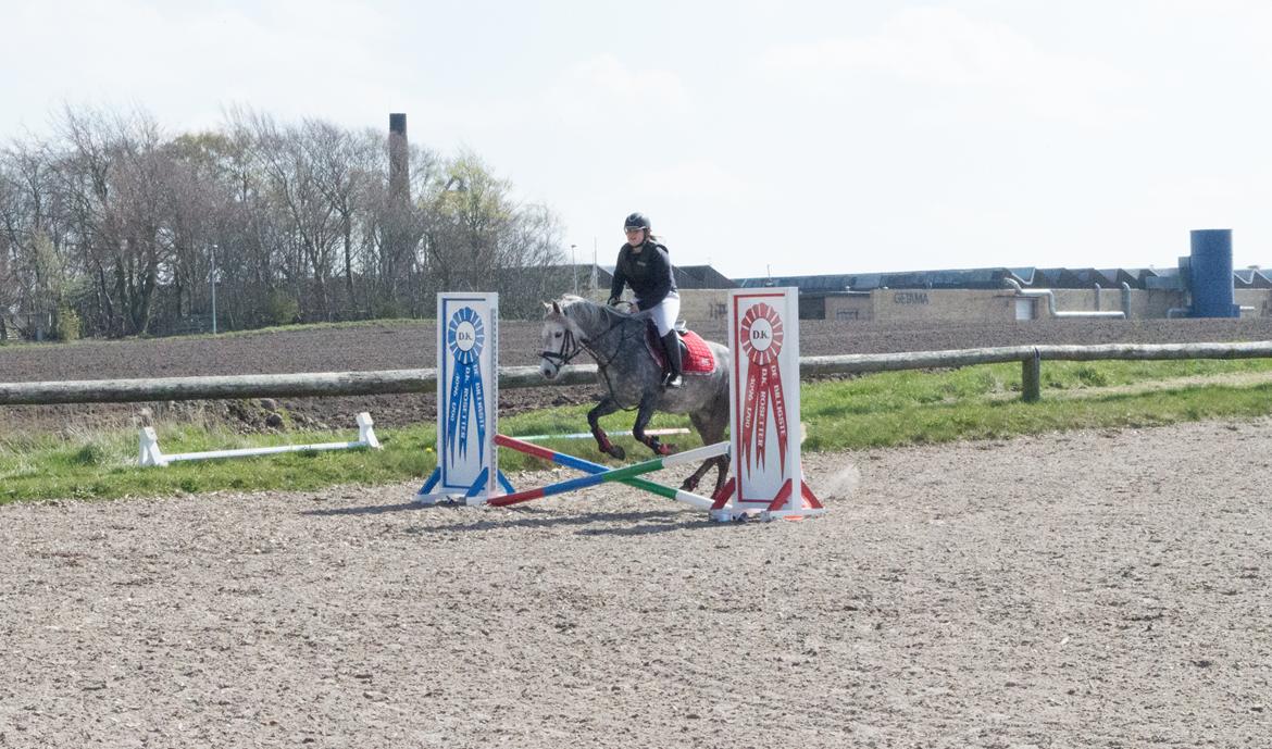 Welsh Partbred (Sec F) Bakkegaarden's Kira ''Grisen'' billede 10