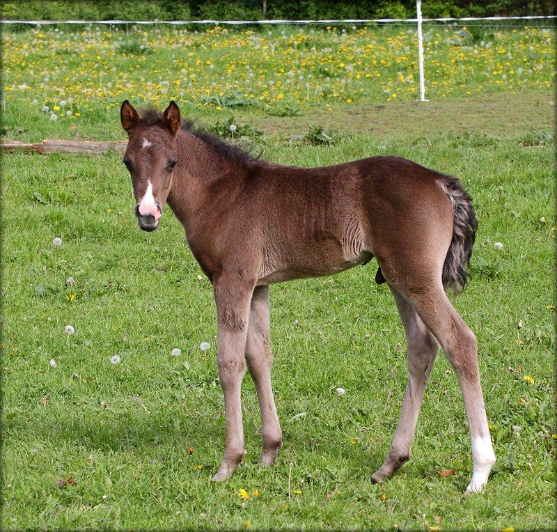 DSP Fredbo´s Zip code billede 11