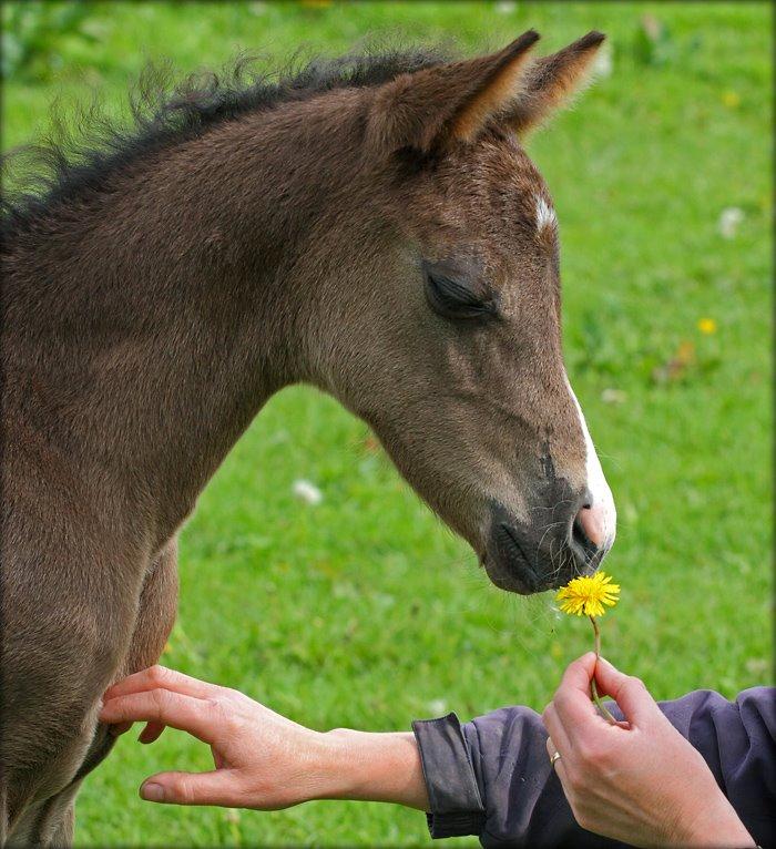 DSP Fredbo´s Zip code billede 10