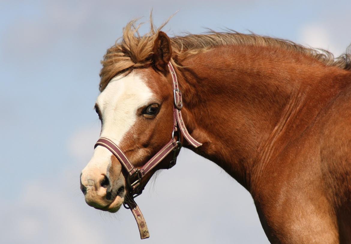 Welsh Mountain (sec A) Ceulan Romany - Romany Maj 2014 billede 29