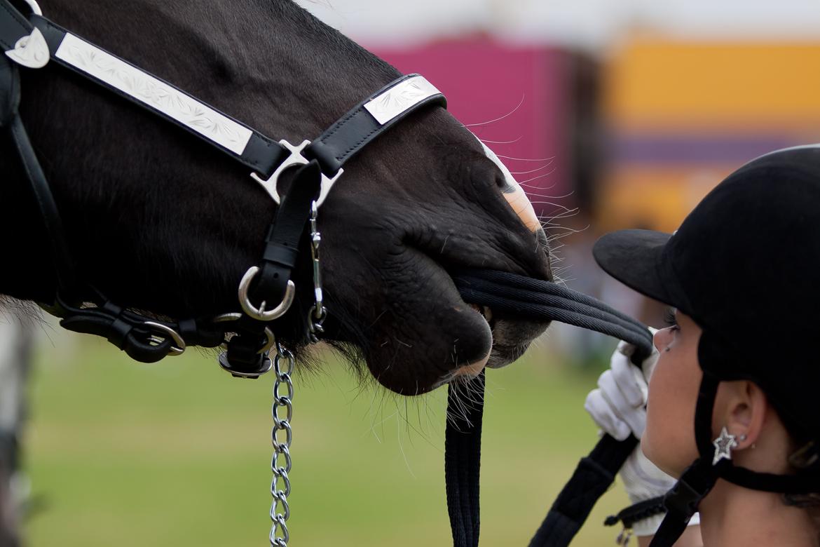 Tobiano Friesian ~Bentley~ af Bølå billede 21