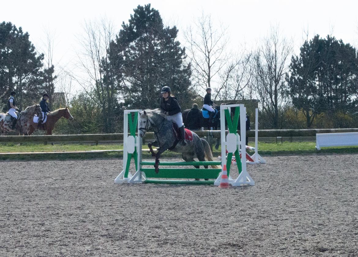 Welsh Partbred (Sec F) Bakkegaarden's Kira ''Grisen'' billede 7