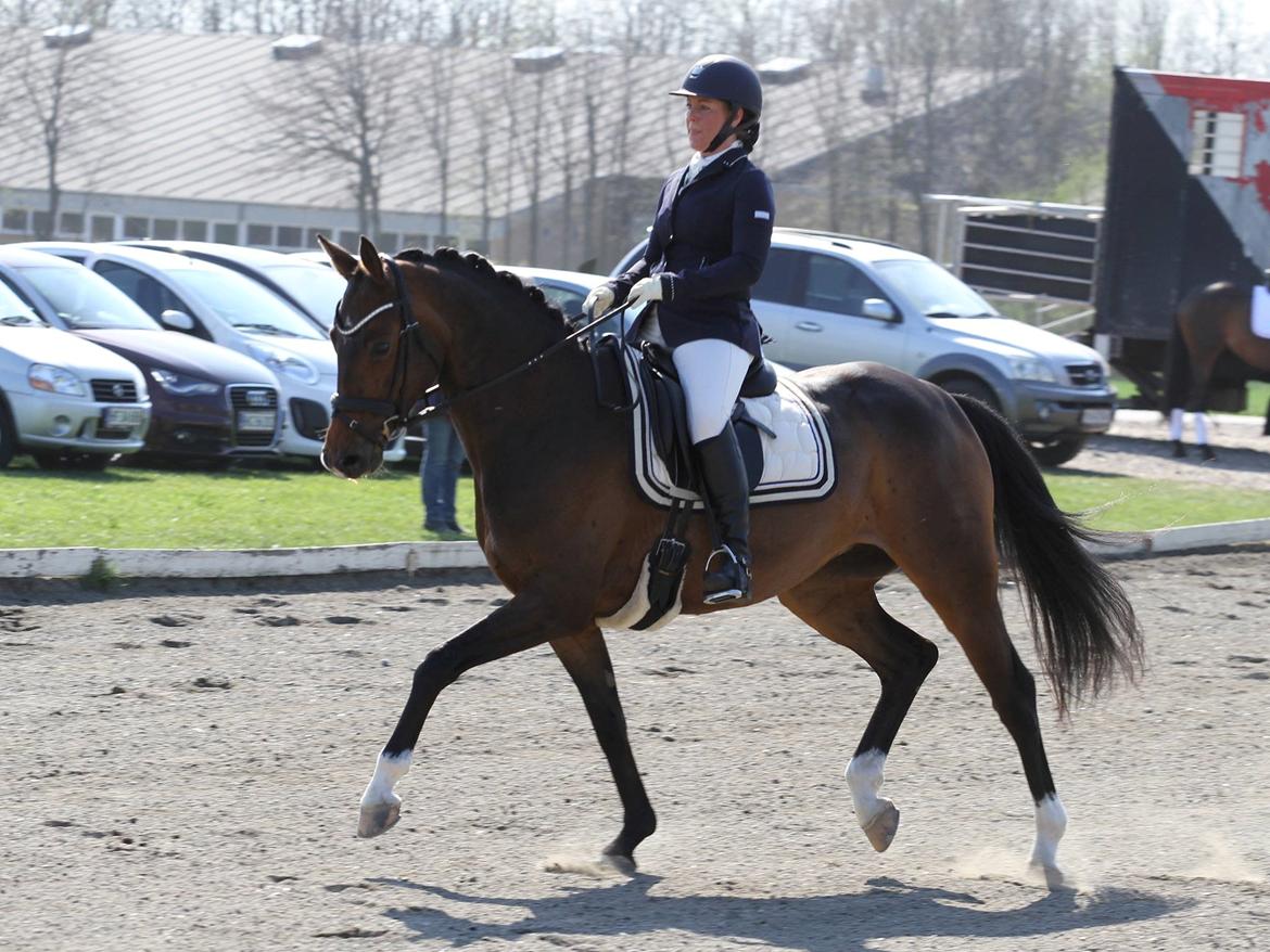 Dansk Varmblod Elmegaard´s Quote Me billede 1